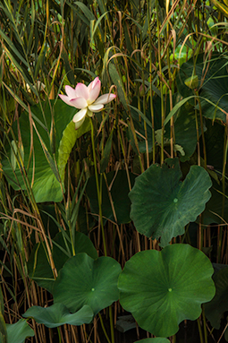 Waterlilies in the Reeds - Study I - waterlilies, bucharest, waterlilies of bucharest, photography